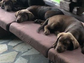 Unsere dreijährige Labradorhündin hat am 17.02.22 7