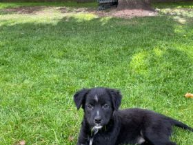 Unsere Shila ist Mama von 5 kleinen Schnuffelchen