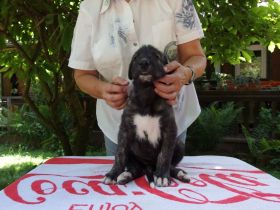 An Ostern sind 10 kleine Irish Wolfhound Welpen