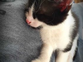 Bkh/ekh kitten Kater Blacki, Britisch Kurzhaar