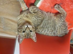 Luna, Main Coone Mix, 10 Monate alt, weiblich, sehr