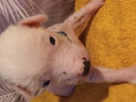 Zum Verkauf stehen noch 3 Labrador - Chinesische