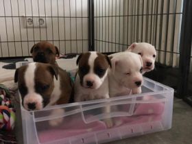 Hallo liebe Hundeliebhaber unsere Bambi hat am 12.04 22