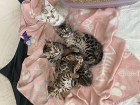 Hallo ihr lieben Fellfreunde :) Meine wunderschöne