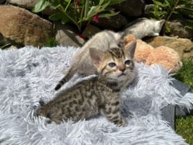 Katzenbabys in liebevolle Hände abzugeben Ihr seid auf