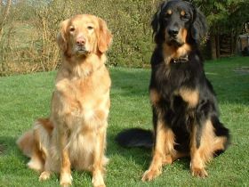 Hovawart-Züchter "Verein für Hovawart-Hunde e.V."