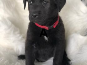 Am 07.04.22 hat unsere Hündin 10 Gesunde Welpen auf die