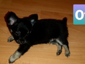 Einer von fünf süßen Chihuahua's in der Farbe Black-Tan