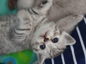 Ich biete 2 Britisch-Kurzhaar Babykatzen (Kater) Unsere