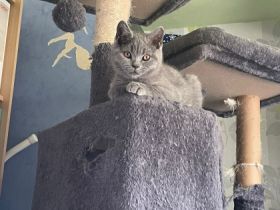 5 kleine BKH Kitten suchen ab sofort ein neues