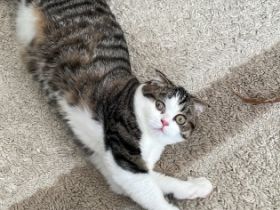 Mini, Unsere wunderschöne Kätzchen suchen eines neue