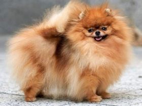 The Small Step kennel