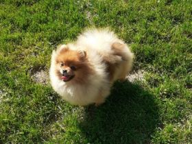Boy and Girl pomeranian, Offer male and female pet