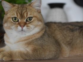 Amour bkh Black Golden shaded, Britisch Kurzhaar