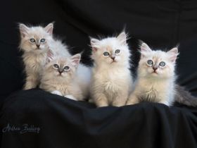 Neva Masquarade vom Haus der Sechem