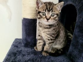 Zum abgeben sind 3 BKH Kitten. Geburt: 4 Kitten 24.02