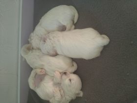 Unsere Hündin hat am 08.05.22 ihre 4 Babys bekommen,sie