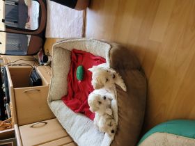 Liebe interessierte Welpenkäufer, Unsere Maltipoo