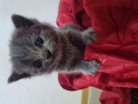 Guten Tag, Unsere Katze Zoja hatte am 03.04.22 einen