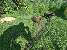 Wir haben kleine süße Labradore (braun/blond/schwarz)
