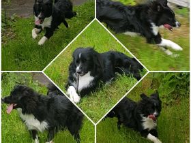 Knights Just in Case of Joker