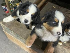 2 zuckersüße,reinrassige Betnersennenhundwelpen geboren