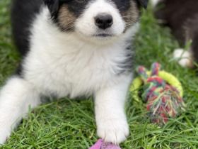 Am 01.04 hat unsere liebe Emma 8 süße Welpen geboren .