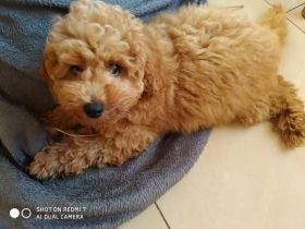 Zwergpudel "Team Curlys,"mit VDH-Papieren, Wurftag 12