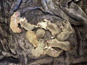 Hallo, unsere wunderschöne, American Stafford Pitbull