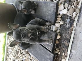Französische Bulldogge, Welpen