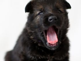 Am 30.04.2022 wurden in unserer Hobbyzucht süße