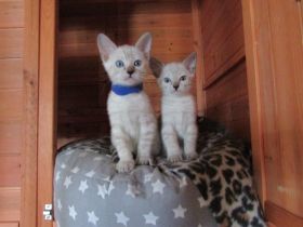 Verkaufe junge Bengalkitten in der Farbe Snow Lynx