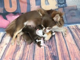 Update: Unsere Welpen sind geboren am 19.05. Es sind 3