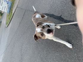 Tyson, Der liebevolle tyson sucht ein neues Zuhause,