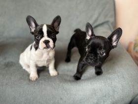 Französische Bulldogge, Welpen