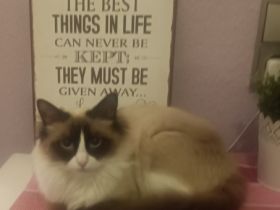 Aeryn ist eine wunderhübsche Heilige Birma mit