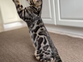 Aus einer traumhaften Verpaarung sind aus unserem