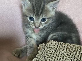 Bkh baby girl sehr liebt und verspielt ,sucht eine