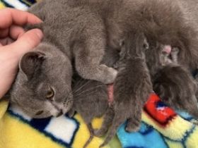 Hallo Liebe Tierfreunde, Meine BKH Katze Lucy hat am 30