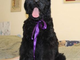 Der Zwinger SIGNUM DEI bewirbt den Verkauf von Black