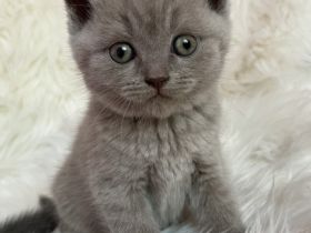 Unsere BKH Katze hat zuckersüße Kitten zur Welt