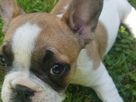 Geben noch 1 wunderschönen Welpen(eine Hündin ) ab,