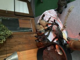 Unsere Fearless ist am 10.03.2022 Mama von 10