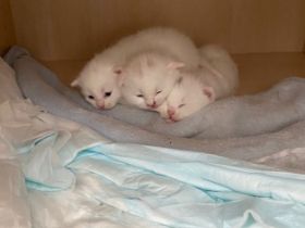 Hier habe ich drei süße weiße Türkischeangorakatzen