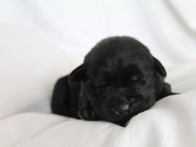 Liebe Welpeninteressierte, am 30.04.2022 hat unsere