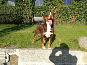 Sollwey hat am 26. April 7 Swissydog ( Berner &