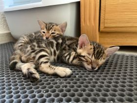NZ Bengal: reinrassige Kitten mit Stammbaum ab 1.200