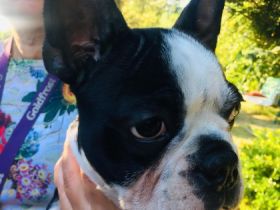 Hallöchen liebe Bosti-Fans, in meiner liebevollen und