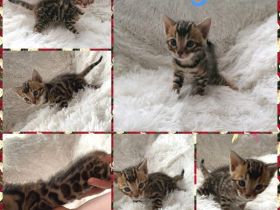 Unsere reinrassige Bengal Katze Kitti hat am 04.05.2022