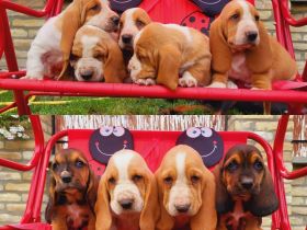 Unsere süße, gesunde Welpen suchen neues Zuhause. Sind